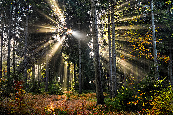 Foto von Peter Hennig PIXELWERKSTATT Sonnenstrahlen im Wald am Schwarzen Tor (Lauschekamm)