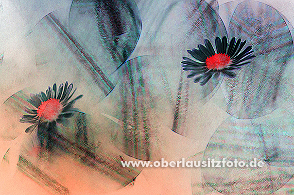 Makrofotografie von Peter Hennig PIXELWERKSTATT Gänseblümchen mit Lichtreflexen, Farben invertiert