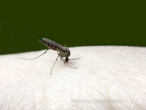 Makrofotografie von Peter Hennig PIXELWERKSTATT Mücke beim Blut saugen