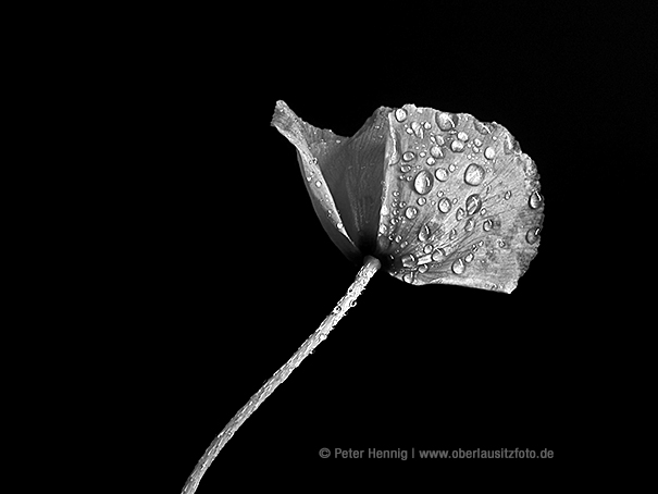 Makrofotografie in schwarzweiß von Peter Hennig PIXELWERKSTATT Mohnblüte
