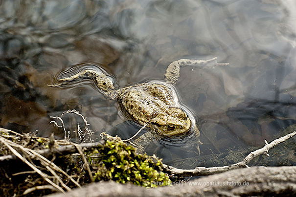 Makrofotografie von Peter Hennig PIXELWERKSTATT Kröte im Laichgewässer